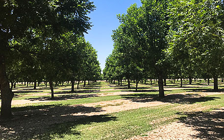 Pecan Grove